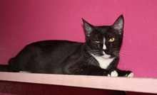 [picture of Billy, a Domestic Short Hair black/white cat]