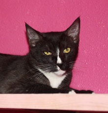 [picture of Billy, a Domestic Short Hair black/white cat]