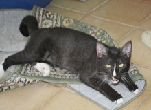 A picture of #NS04282: Billy a Domestic Short Hair black/white