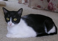 [picture of Luna, a Domestic Short Hair black/white cat]