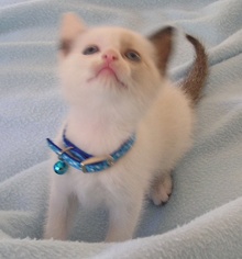 [another picture of Jasmine, a Domestic Short Hair sealpoint\ cat] 