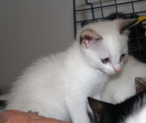 [picture of Jasmine, a Domestic Short Hair sealpoint cat]