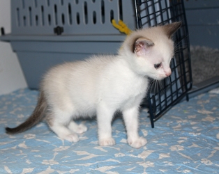 [picture of Jasmine, a Domestic Short Hair sealpoint cat]