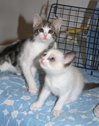 [picture of Jasmine, a Domestic Short Hair sealpoint cat]