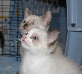 [picture of Jasmine, a Domestic Short Hair sealpoint cat]
