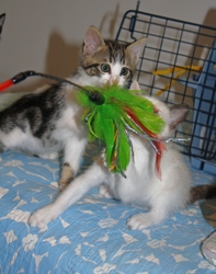 [picture of Jasmine, a Domestic Short Hair sealpoint cat]