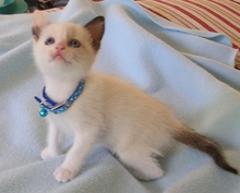 [picture of Jasmine, a Domestic Short Hair sealpoint\ cat] 
