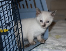 [another picture of Zoe, a Domestic Short Hair bluepoint\ cat] 