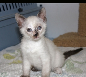 [picture of Zoe, a Domestic Short Hair bluepoint cat]