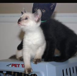 [picture of Zoe, a Domestic Short Hair bluepoint cat]