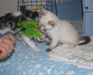 [picture of Zoe, a Domestic Short Hair bluepoint cat]