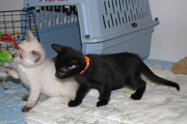 [picture of Zoe, a Domestic Short Hair bluepoint cat]