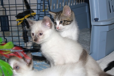 [picture of Zoe, a Domestic Short Hair bluepoint cat]