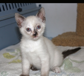 [picture of Zoe, a Domestic Short Hair bluepoint cat]