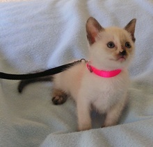 [picture of Zoe, a Domestic Short Hair bluepoint\ cat] 