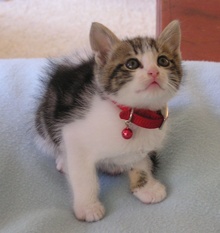 [another picture of Timmy, a Domestic Short Hair white/tabby\ cat] 