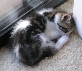 [picture of Timmy, a Domestic Short Hair white/tabby cat]