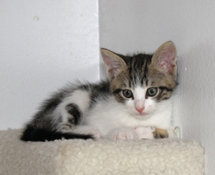 [picture of Timmy, a Domestic Short Hair white/tabby cat]