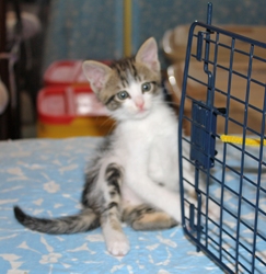 [picture of Timmy, a Domestic Short Hair white/tabby cat]