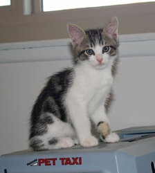 [picture of Timmy, a Domestic Short Hair white/tabby cat]