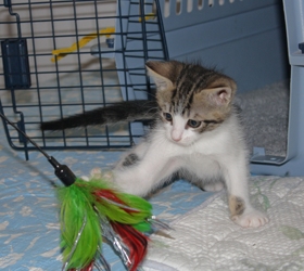 [picture of Timmy, a Domestic Short Hair white/tabby cat]