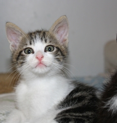 [picture of Timmy, a Domestic Short Hair white/tabby cat]
