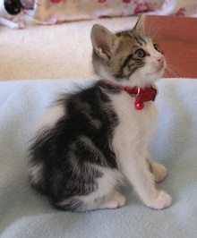 [picture of Timmy, a Domestic Short Hair white/tabby\ cat] 