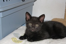 [another picture of Teddy, a Domestic Short Hair black\ cat] 