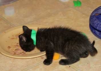 [picture of Teddy, a Domestic Short Hair black cat]