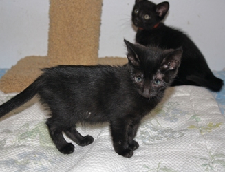 [picture of Teddy, a Domestic Short Hair black cat]