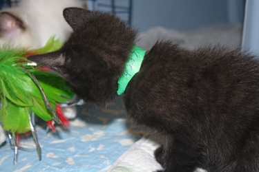 [picture of Teddy, a Domestic Short Hair black cat]