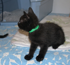 [picture of Teddy, a Domestic Short Hair black cat]