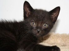 [picture of Teddy, a Domestic Short Hair black\ cat] 