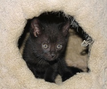 [another picture of Bear, a Domestic Short Hair black\ cat] 
