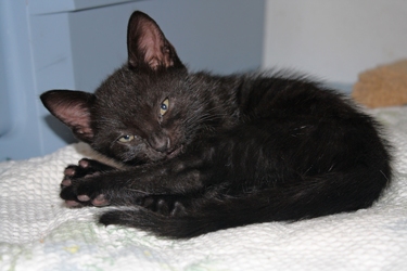 [picture of Bear, a Domestic Short Hair black cat]