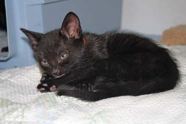 [picture of Bear, a Domestic Short Hair black cat]
