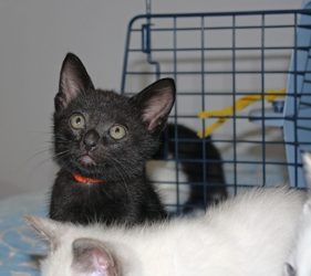 [picture of Bear, a Domestic Short Hair black cat]