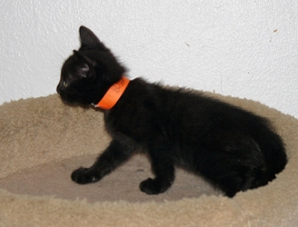 [picture of Bear, a Domestic Short Hair black cat]