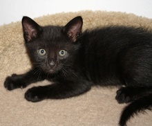 [picture of Bear, a Domestic Short Hair black\ cat] 