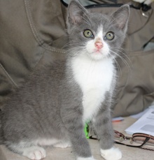 [another picture of Christopher, a Domestic Short Hair gray/white\ cat] 