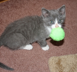 [picture of Christopher, a Domestic Short Hair gray/white cat]