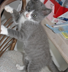 [picture of Christopher, a Domestic Short Hair gray/white cat]