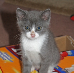 [picture of Christopher, a Domestic Short Hair gray/white cat]