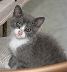 [picture of Christopher, a Domestic Short Hair gray/white\ cat] 