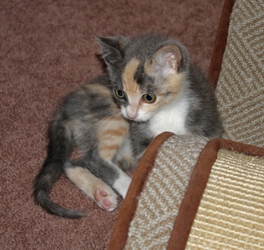 [picture of Angelina, a Domestic Short Hair dilute calico cat]