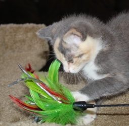 [picture of Angelina, a Domestic Short Hair dilute calico cat]