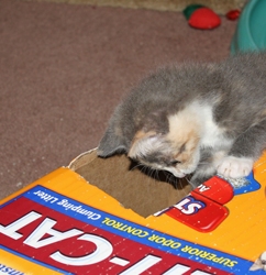 [picture of Angelina, a Domestic Short Hair dilute calico cat]