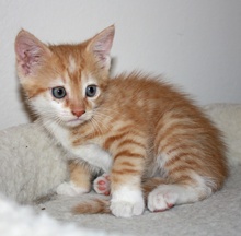 [another picture of Tornado, a Domestic Short Hair orange tabby/white\ cat] 