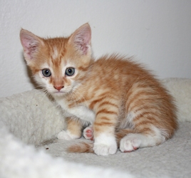 [picture of Tornado, a Domestic Short Hair orange tabby/white cat]