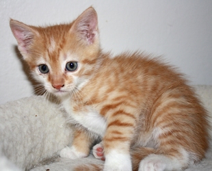 [picture of Tornado, a Domestic Short Hair orange tabby/white cat]